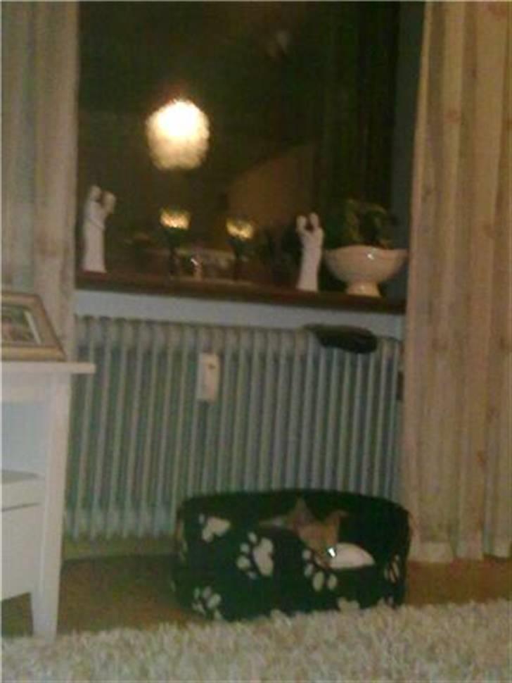 Chihuahua Chiki *<3 RIP baby <3* - Chiki billede 3