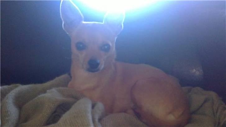 Chihuahua Chiki *<3 RIP baby <3* - Chiki billede 4