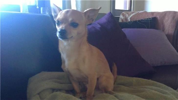 Chihuahua Chiki *<3 RIP baby <3* - Chiki billede 5