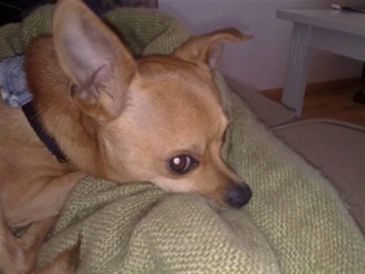 Chihuahua Chiki *<3 RIP baby <3* - Chiki billede 6