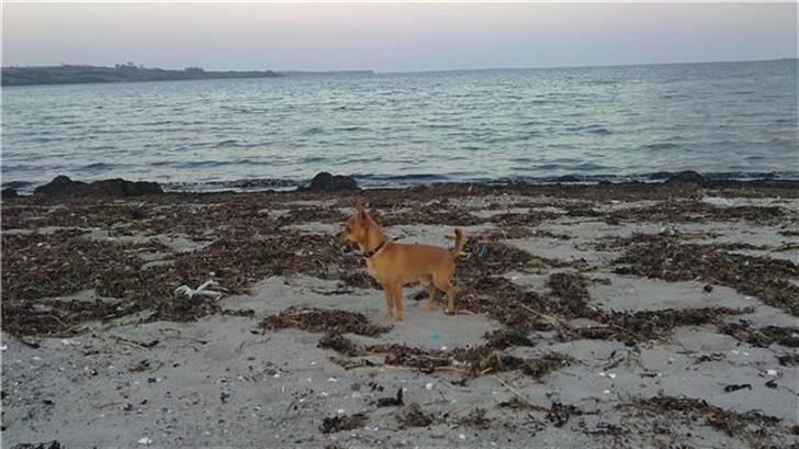 Chihuahua Chiki *<3 RIP baby <3* - Chiki billede 7