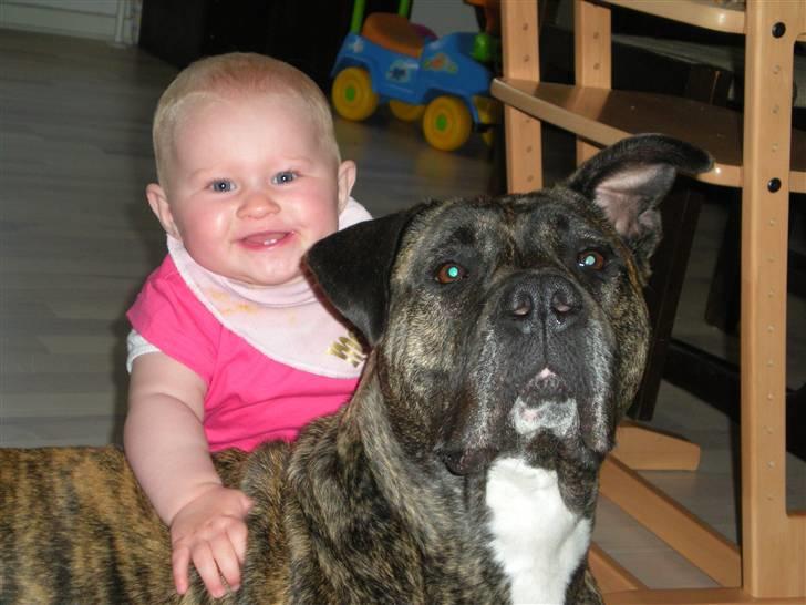 Dogo canario Gucci billede 14