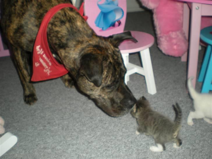 Dogo canario Gucci billede 15