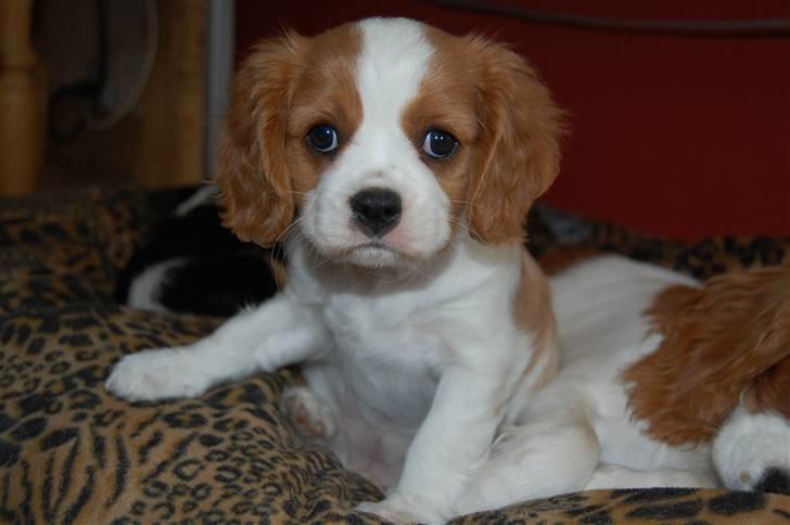 Cavalier king charles spaniel Freja - Billede fra da jeg hentede hende ved opdrattern billede 3