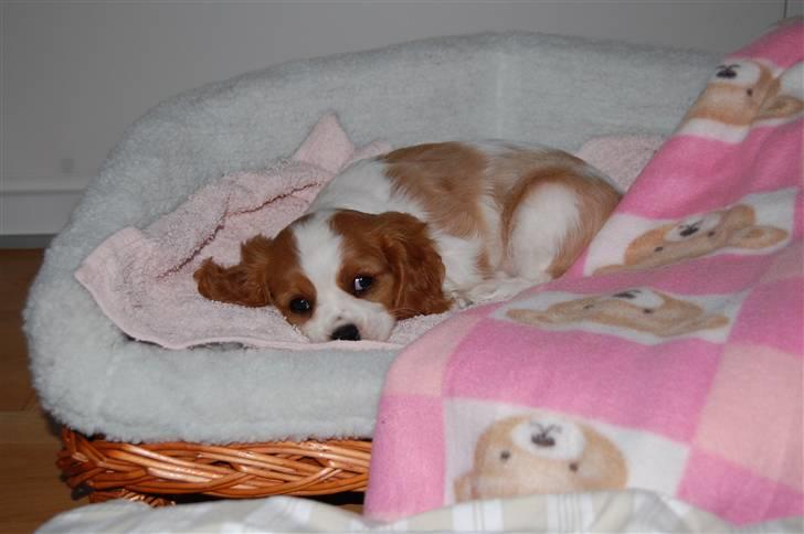Cavalier king charles spaniel Freja - Første billede taget i hendes nye hjem billede 4
