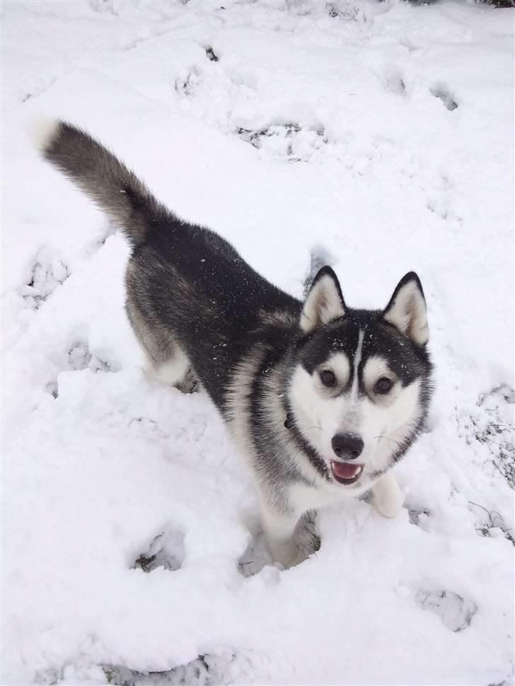 Siberian husky Kenzo - Hey, det er mig der er Kenzo :) Billedet er taget den 5/12-2010 billede 13