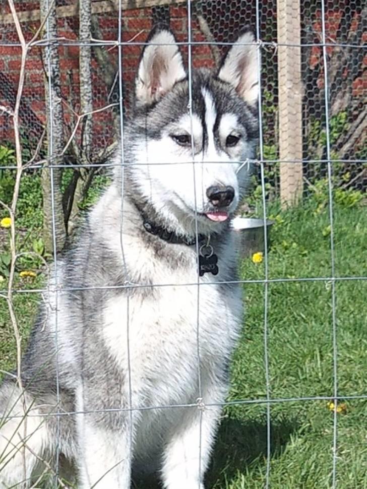 Siberian husky Kenzo - 5/5-2010 billede 14