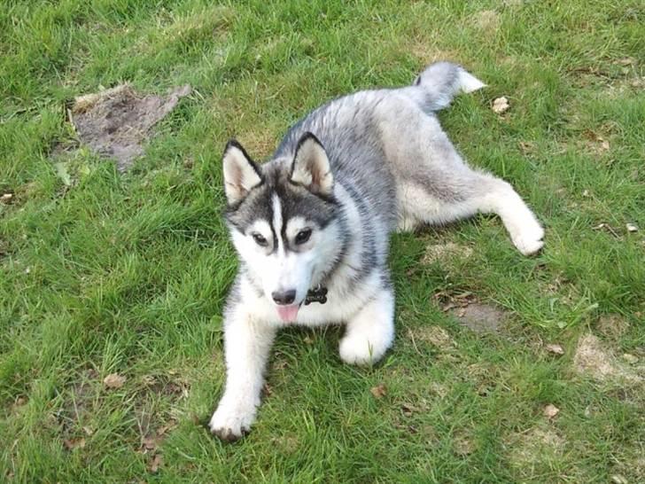 Siberian husky Kenzo billede 15