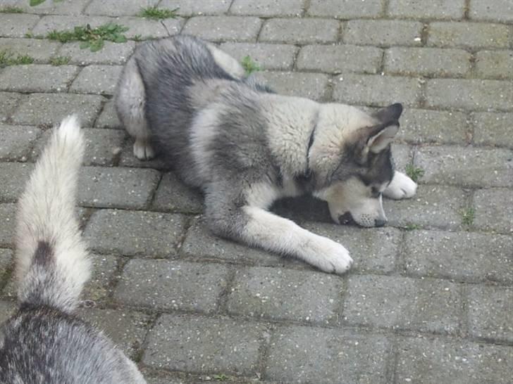 Siberian husky Kenzo - Gnaver ukrudt op :P billede 16