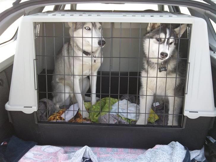 Siberian husky Kenzo - Venter på at komme ud på stranden på Rømø billede 18