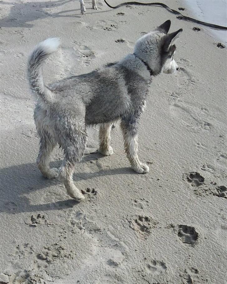 Siberian husky Kenzo - På stranden på Rømø billede 17