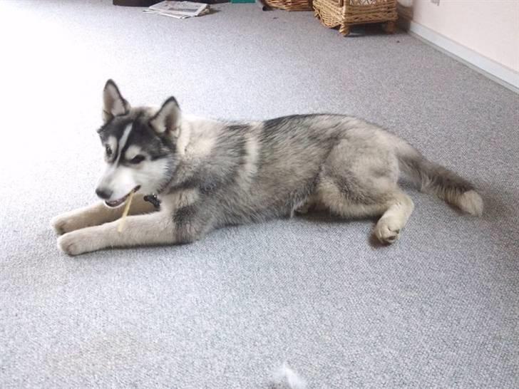 Siberian husky Kenzo - Gumler ben i stuen billede 19