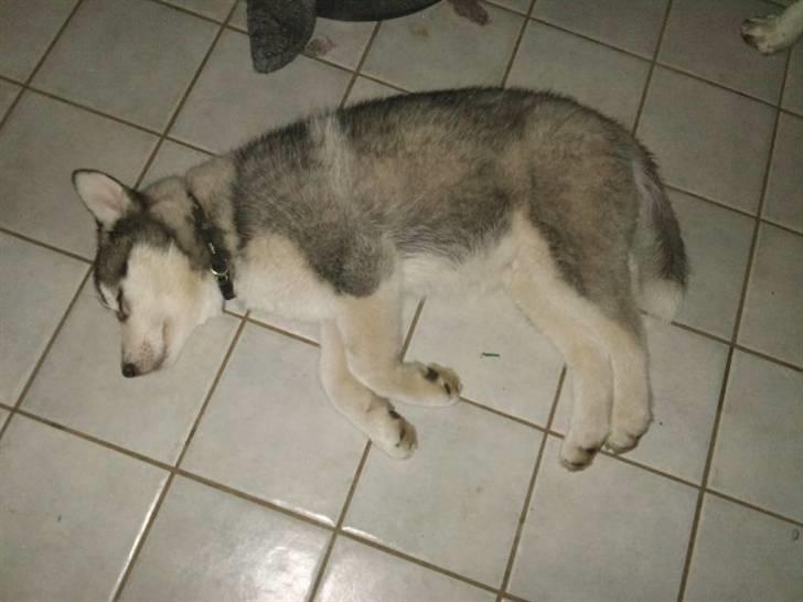 Siberian husky Kenzo - Træt lille baby.. 10 uger gammel billede 20