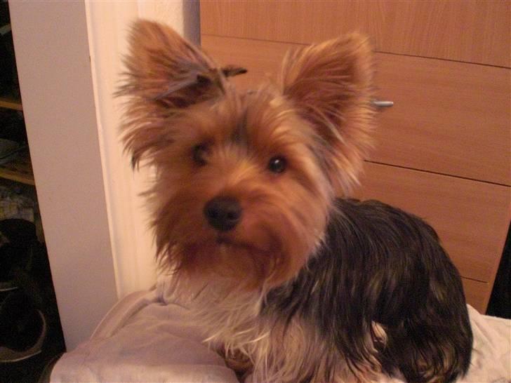 Yorkshire terrier Bimse SilverStar billede 17