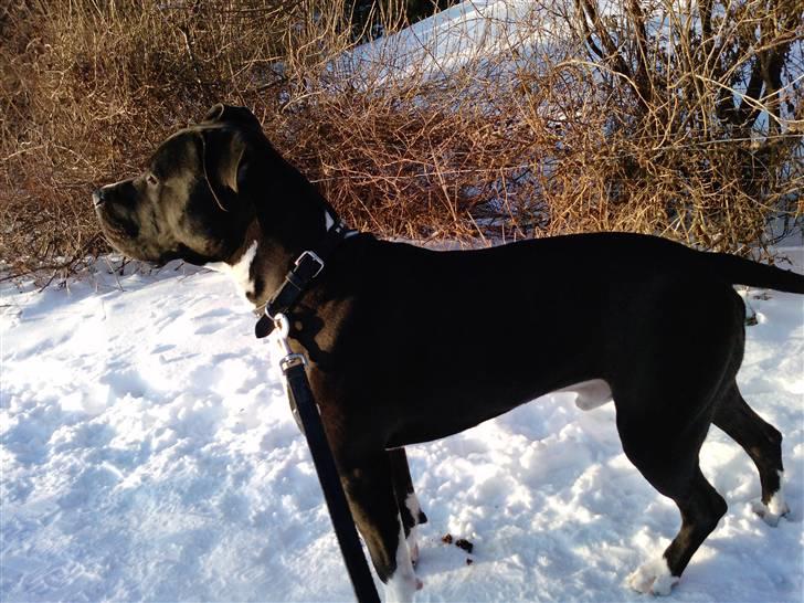 Amerikansk staffordshire terrier Chicco billede 19