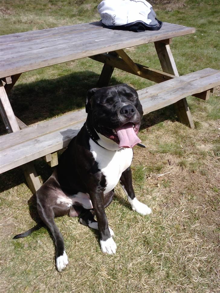 Amerikansk staffordshire terrier Chicco billede 16