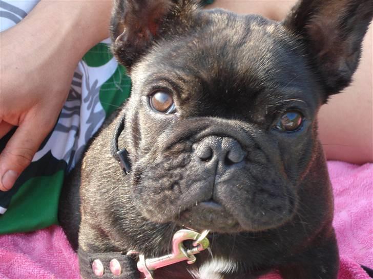 Fransk bulldog Bastian billede 1