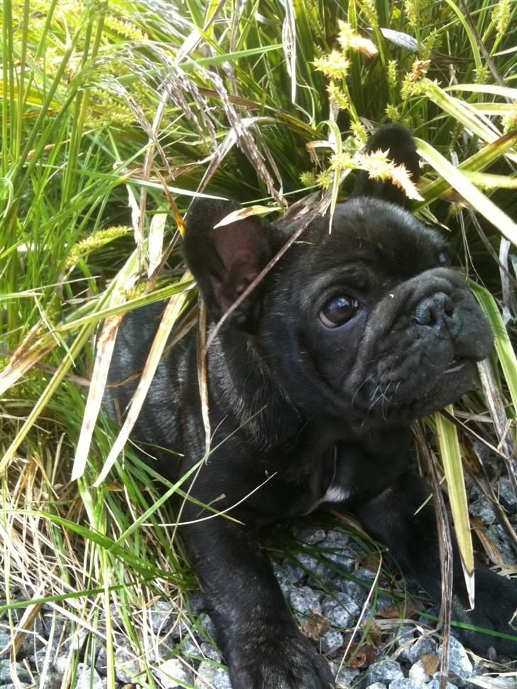 Fransk bulldog Bastian - Mon de kan finde mig?? billede 2