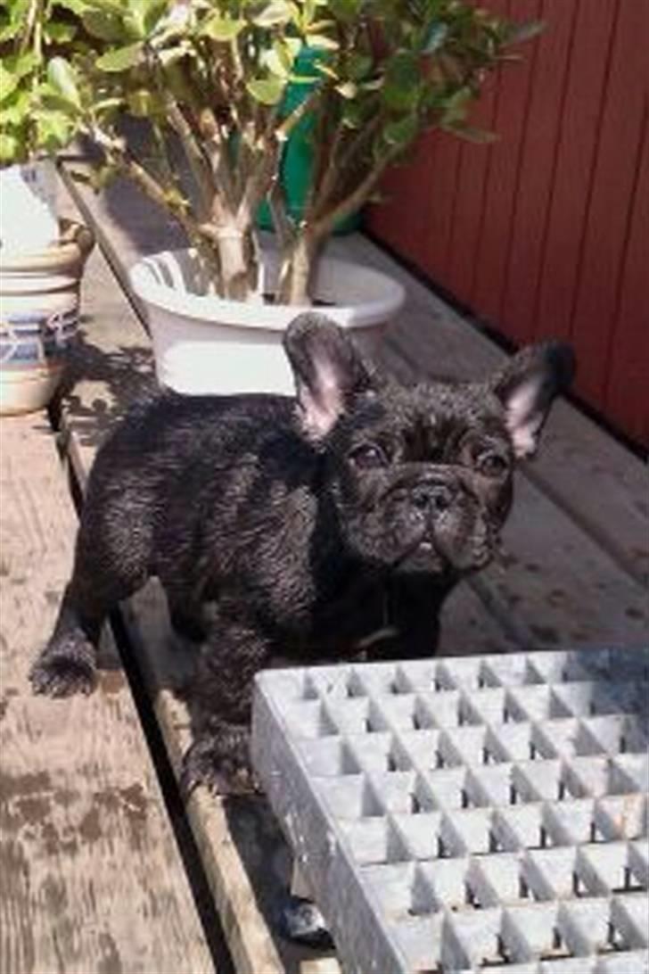 Fransk bulldog Bastian - Øv, jeg kan ikke lide vandet. billede 3