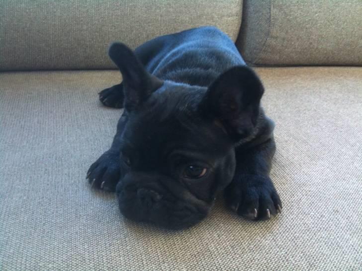 Fransk bulldog Bastian billede 4