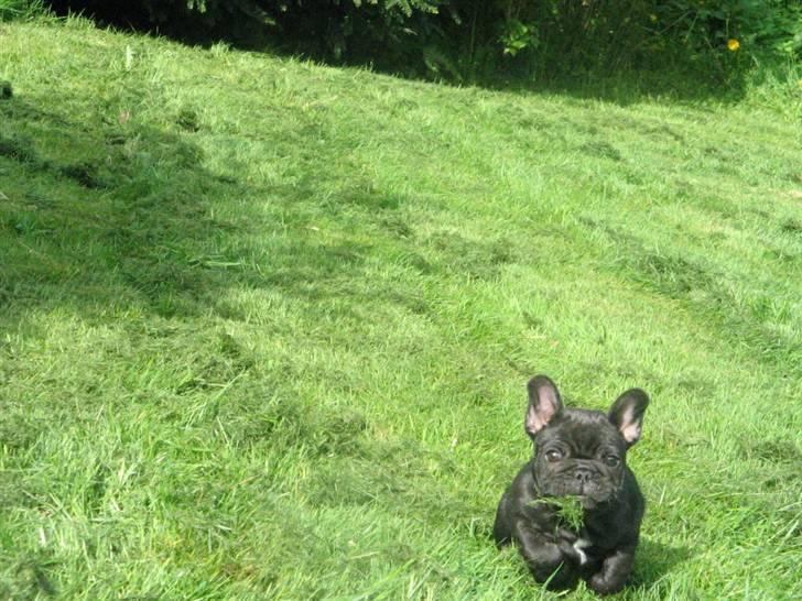 Fransk bulldog Bastian - Fuld fart på :) billede 6