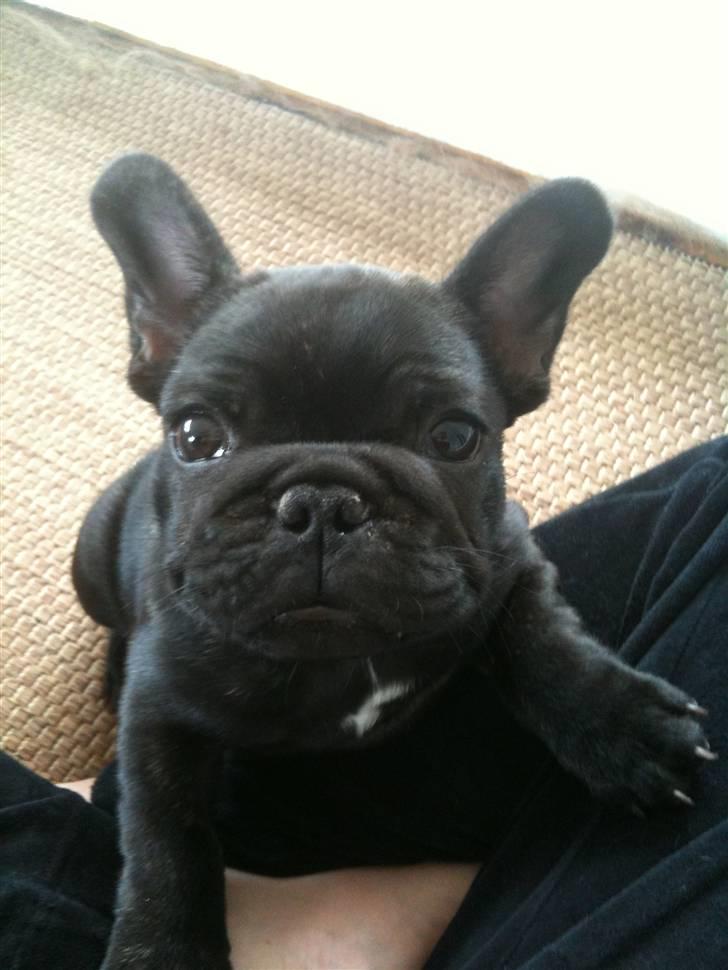 Fransk bulldog Bastian billede 7