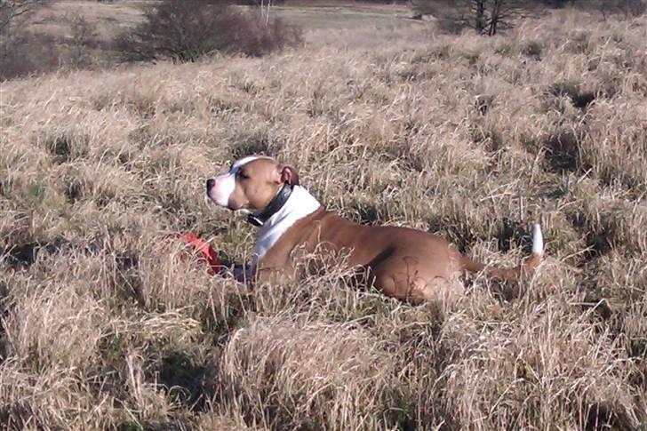 Amerikansk staffordshire terrier Pancho RIP MY LOVE <3 billede 14