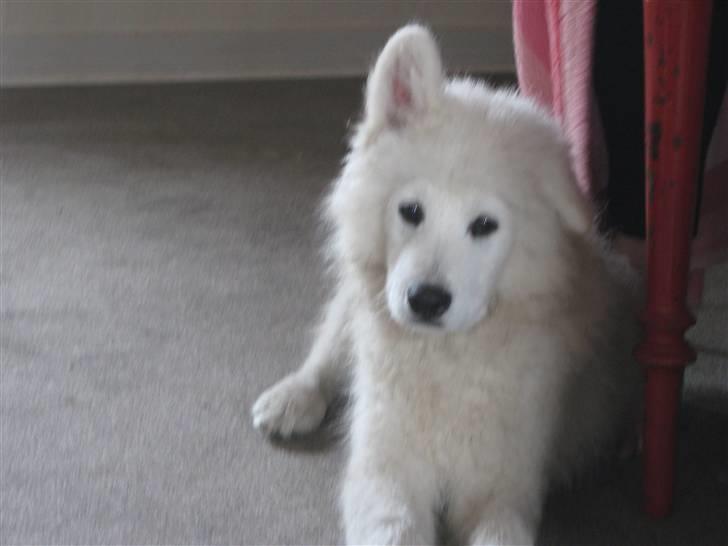 Samojedhund Chiko R.I.P billede 10