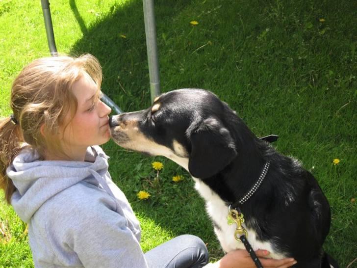 Blanding af racer Sofus - Superhunden Sofus, der giver min søster et kys! <3 Foto: Mig billede 1