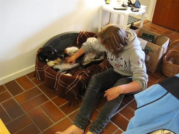 Blanding af racer Sofus - Sofus og jeg, der er igang med noget af det, han elsker mest; at blive kløet på maven! Foto: Pia Breil-Hansen billede 2