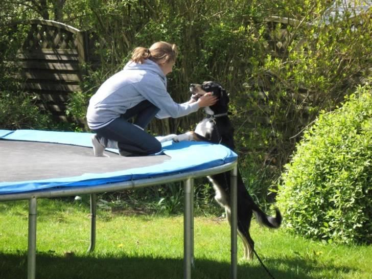 Blanding af racer Sofus - Foto: Mig billede 4