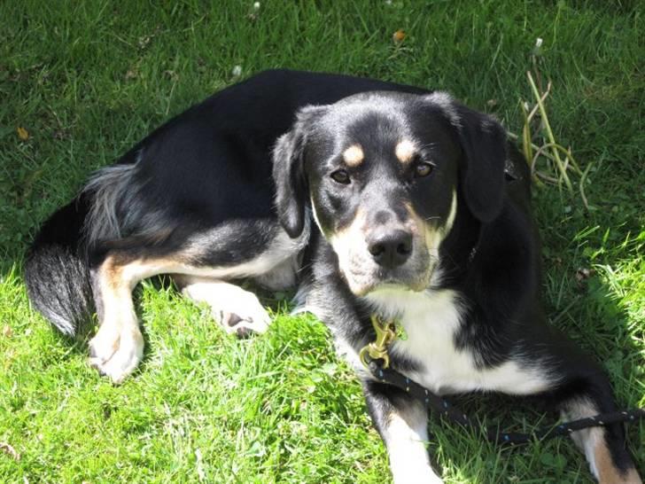 Blanding af racer Sofus - Foto: Mig billede 5