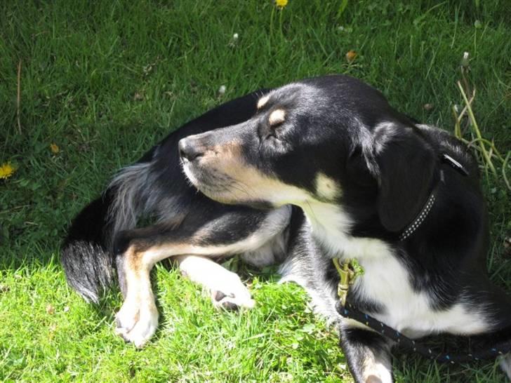 Blanding af racer Sofus - Foto: Mig billede 6