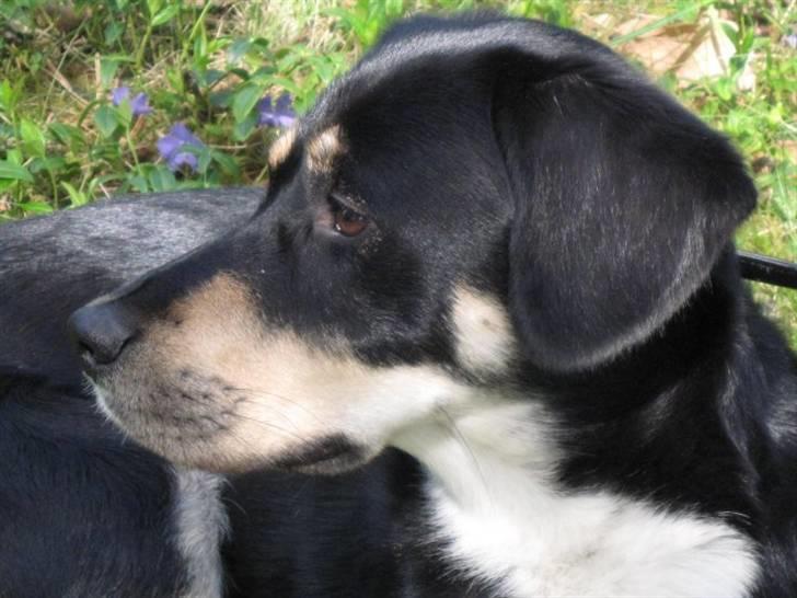 Blanding af racer Sofus - Foto: Mig billede 9