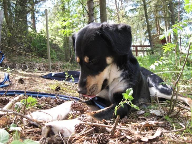 Blanding af racer Sofus - Foto: Mig billede 10