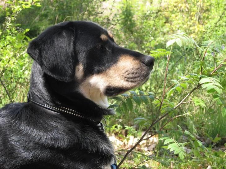 Blanding af racer Sofus - Foto: Mig billede 11