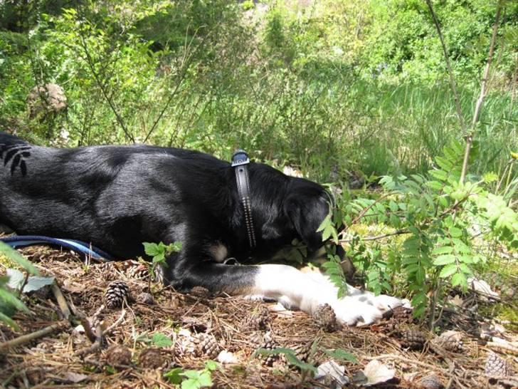 Blanding af racer Sofus - Foto: Mig billede 12