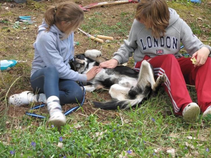 Blanding af racer Sofus - Foto: Pia Breil-Hansen billede 13