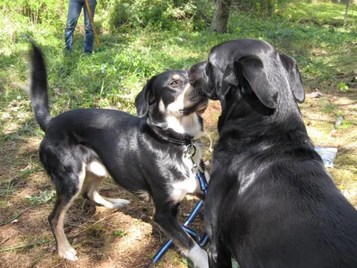 Blanding af racer Sofus - Sofus der leger med Bello:D Foto: Mig billede 14