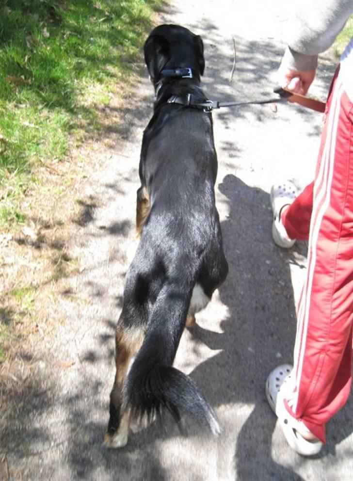 Blanding af racer Sofus - Foto: Felicia Breil-Hansen billede 15