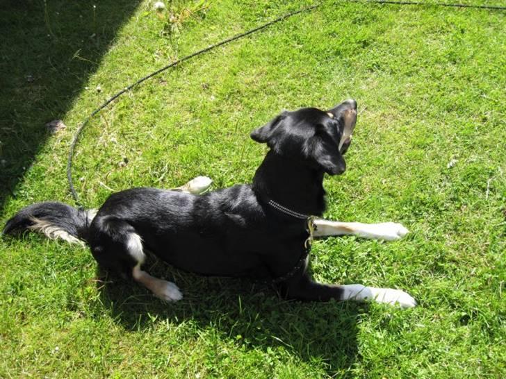 Blanding af racer Sofus - Foto: Mig billede 16