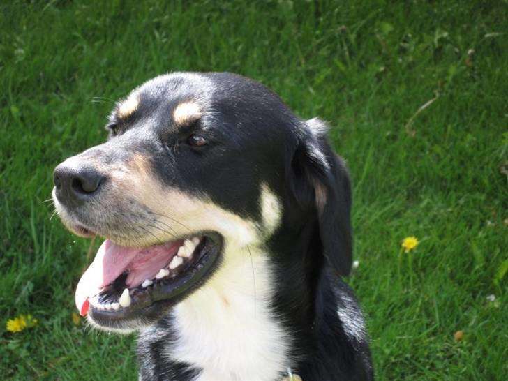 Blanding af racer Sofus - Foto: Mig billede 18