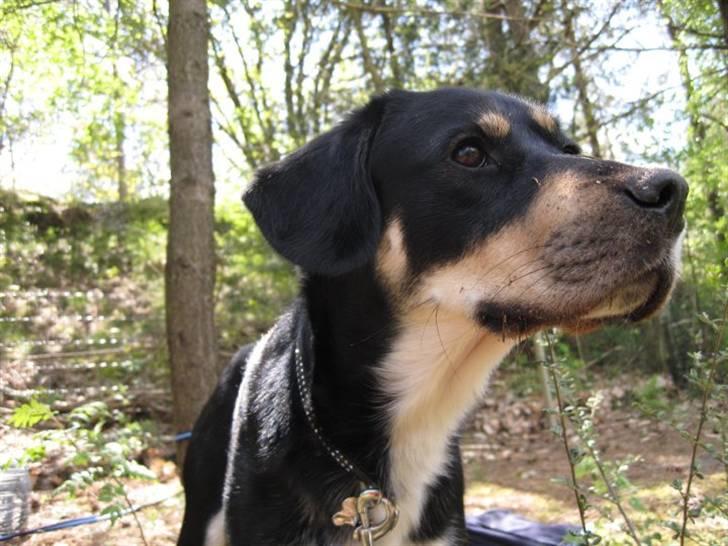 Blanding af racer Sofus - Foto: Mig billede 20