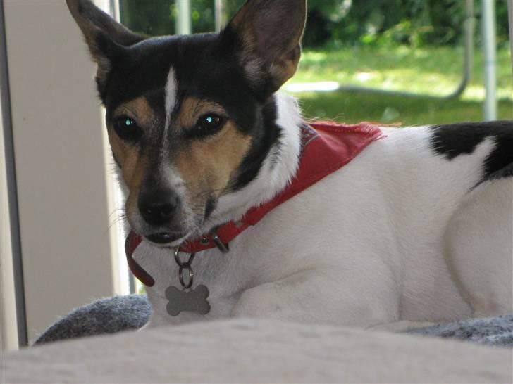 Jack russell terrier Tara R.I.P - Foto: Mig billede 14