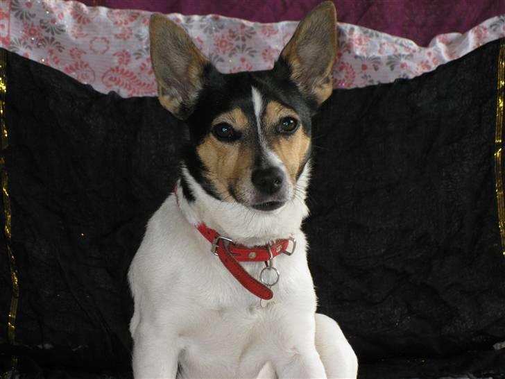 Jack russell terrier Tara R.I.P - Foto: Felicia Breil-Hansen billede 15