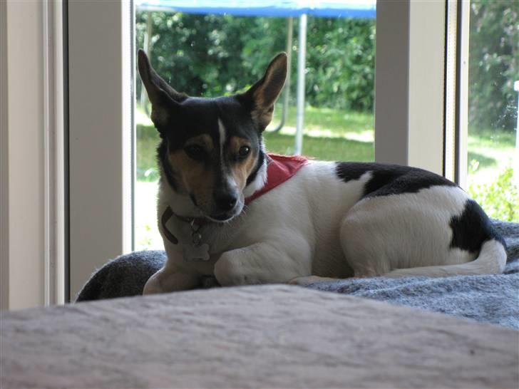 Jack russell terrier Tara R.I.P - Foto: Mig billede 16