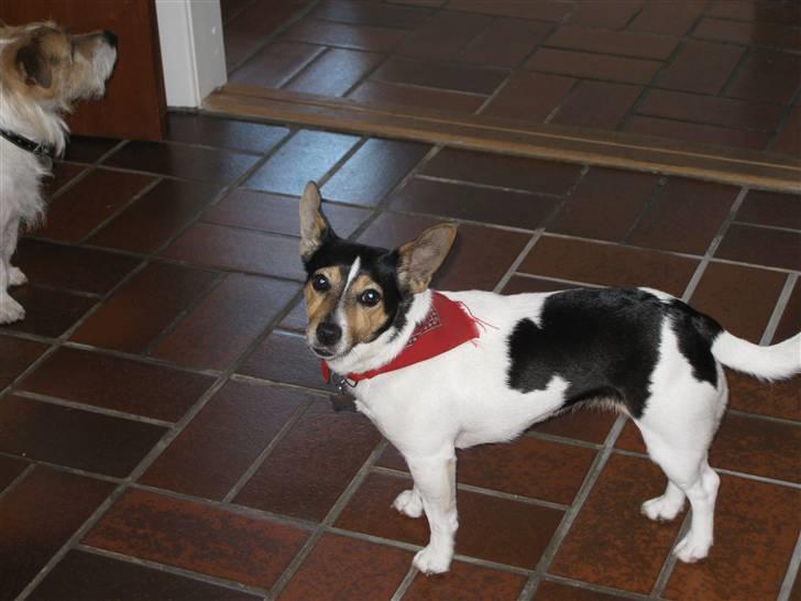 Jack russell terrier Tara R.I.P - Foto: Felicia Breil-Hansen billede 17