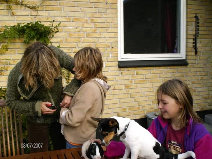 Jack russell terrier Tara R.I.P - Foto: Far billede 19