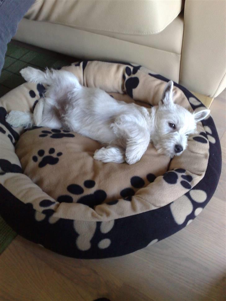 West highland white terrier Matchmaker (Felix) - Ny seng = GODKENDT! :D billede 13