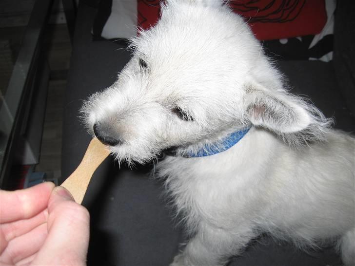 West highland white terrier Matchmaker (Felix) - Mmmmm is smager godt :P billede 14